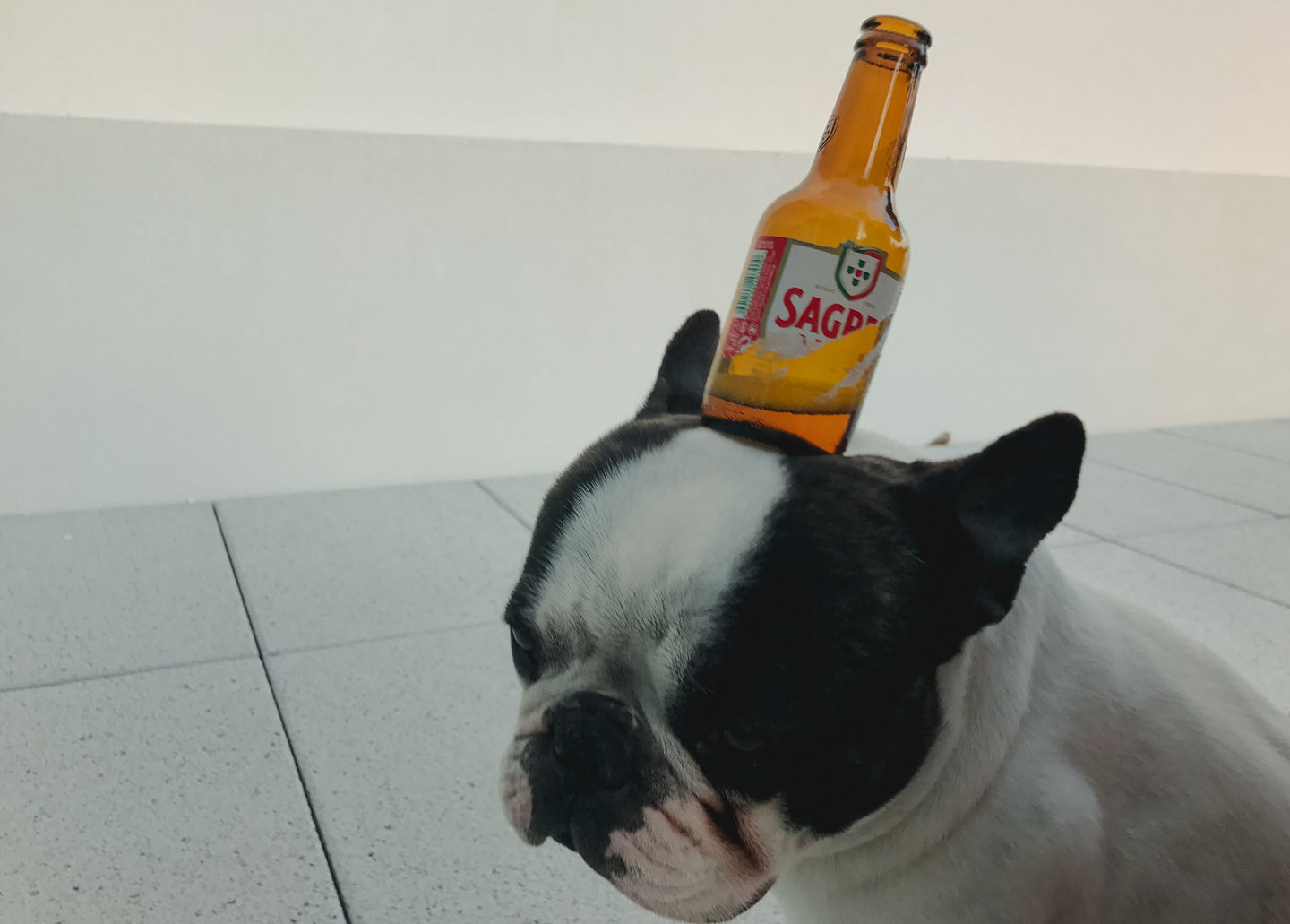 Aveiro, Portugal, Família Ribeiro